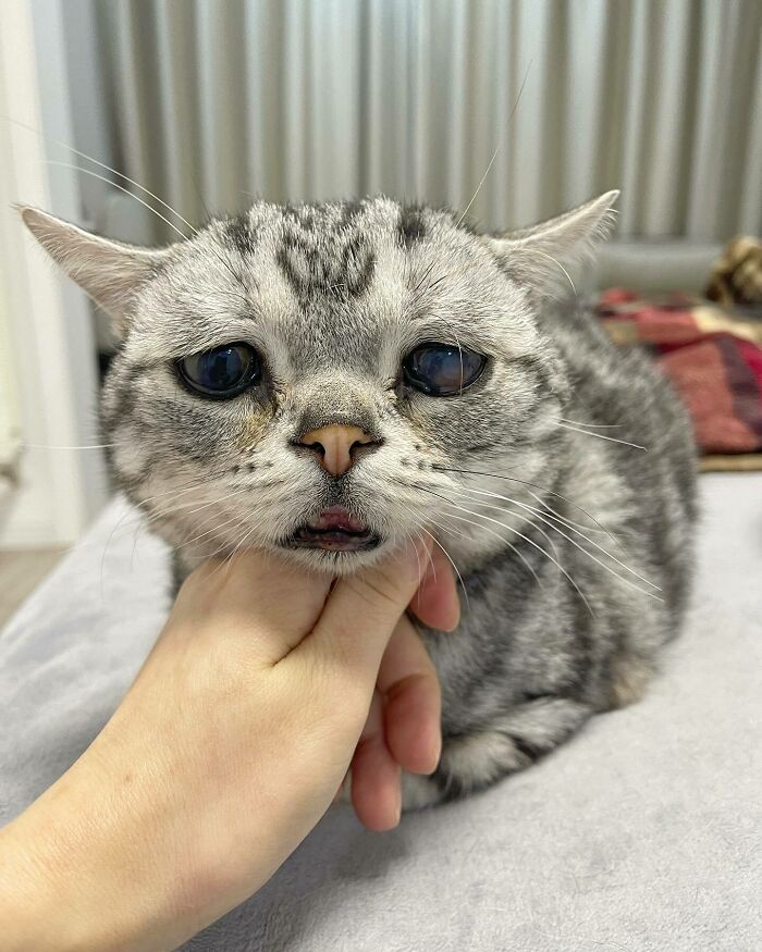 This Adorable, Yet Sad-Looking Cat Outlives Veterinary Predictions, Enjoying Senior Years