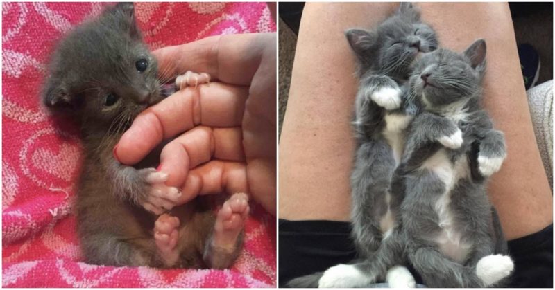 The family got a boat and located two small surprises inside: 2 cute kittens.