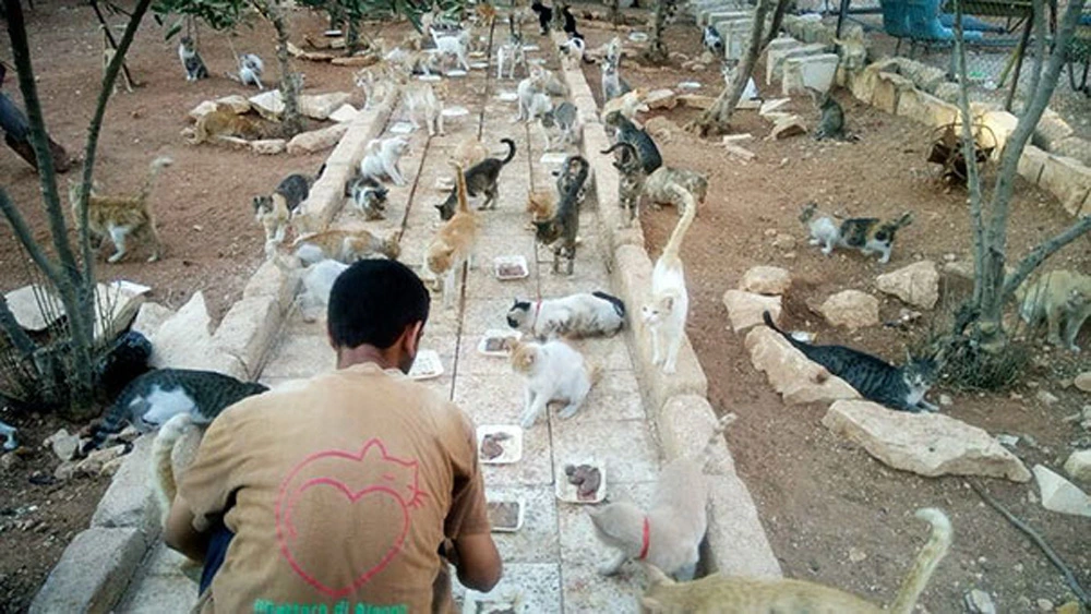 This Hero Man Feeds 100 Abandoned Cats