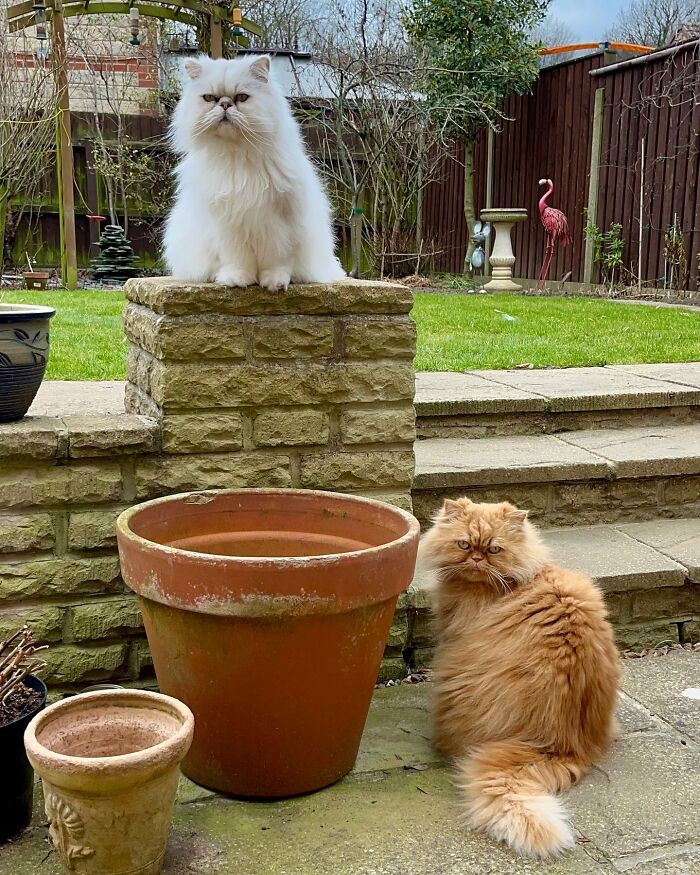 Video Of Man Hanging His Cats’ Excess Hair For Birds To Build Their Nests Went Viral