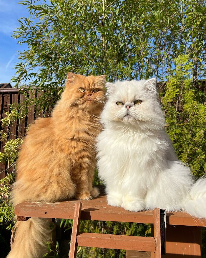 Video Of Man Hanging His Cats’ Excess Hair For Birds To Build Their Nests Went Viral