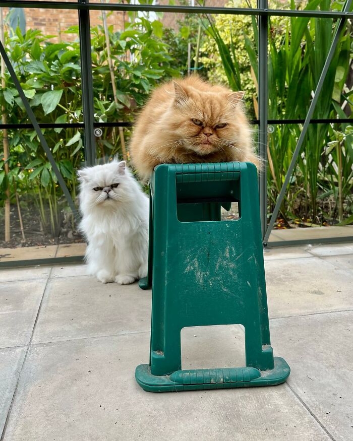 Video Of Man Hanging His Cats’ Excess Hair For Birds To Build Their Nests Went Viral