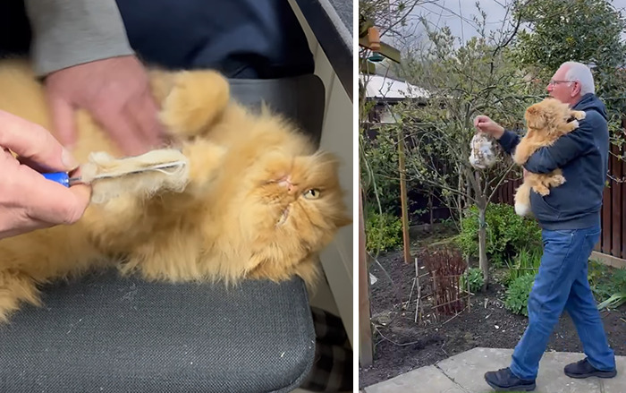 Video Of Man Hanging His Cats’ Excess Hair For Birds To Build Their Nests Went Viral