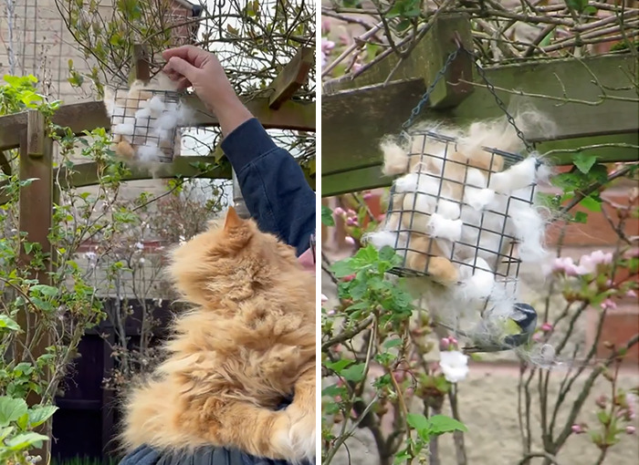 Video Of Man Hanging His Cats’ Excess Hair For Birds To Build Their Nests Went Viral