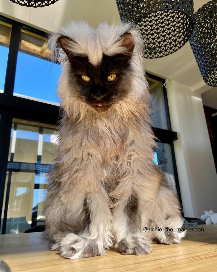 Meet Richie, The Maine Coon Cat Gone Viral On Social Media