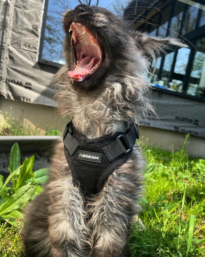 Meet Richie, The Maine Coon Cat Gone Viral On Social Media