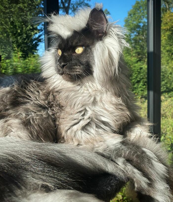 Meet Richie, The Maine Coon Cat Gone Viral On Social Media