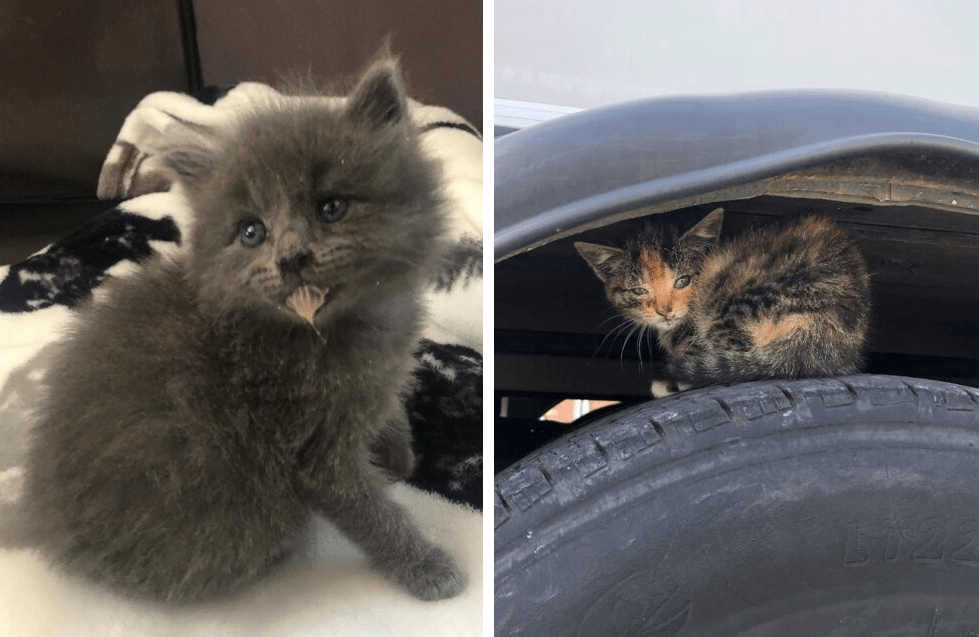 Two Feral Kittens, Same Spot, Different Time, One Mystery!