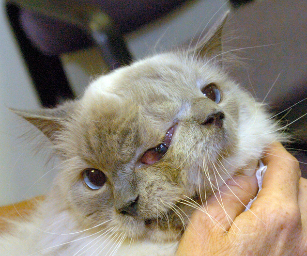 R.I.P.: 'Frankenlouie', the world's oldest Janus cat - a feline with two faces - died at the age of 15 on Thursday, Dec. 4, 2014. The Guinness World Record holder passed away at the Cummings School of Veterinary Medicine at Tuft's University in Grafton, Mass. according to owner Martha 