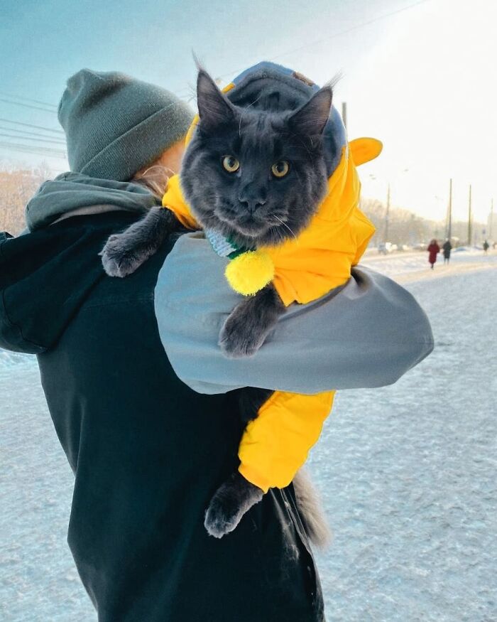 Meet Vincent, A Fluffy Maine Coon Cat That Looks Like A Black Panther And Acts Like A Dog