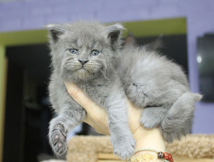 This Whole Litter Of 5 Maine Coon Kittens Was Born With Cute But Grumpy Faces