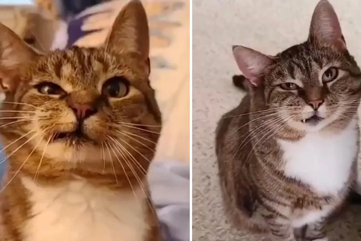 Woman Came to Sanctuary and Found Cat with Completely Asymmetric Face Staring at Her