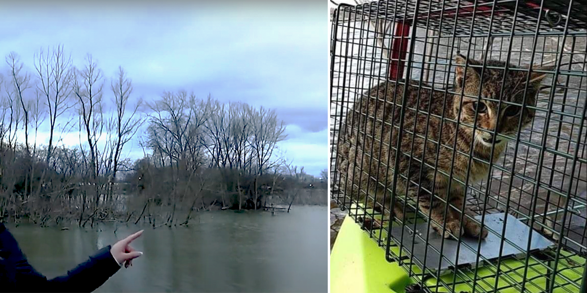 Woman Spots Cat Stranded on Island on Social Network, Sets out in Her Kayak