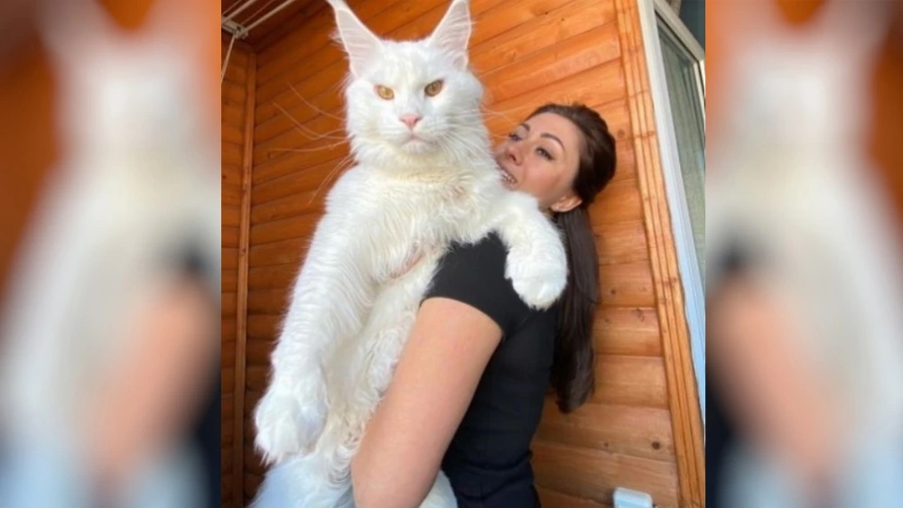 Woman’s pet cat is so huge people mistake him for another animal