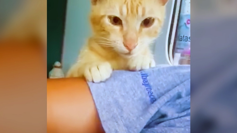 Wonderful stray cat chase woman’s car and begs her to take her home