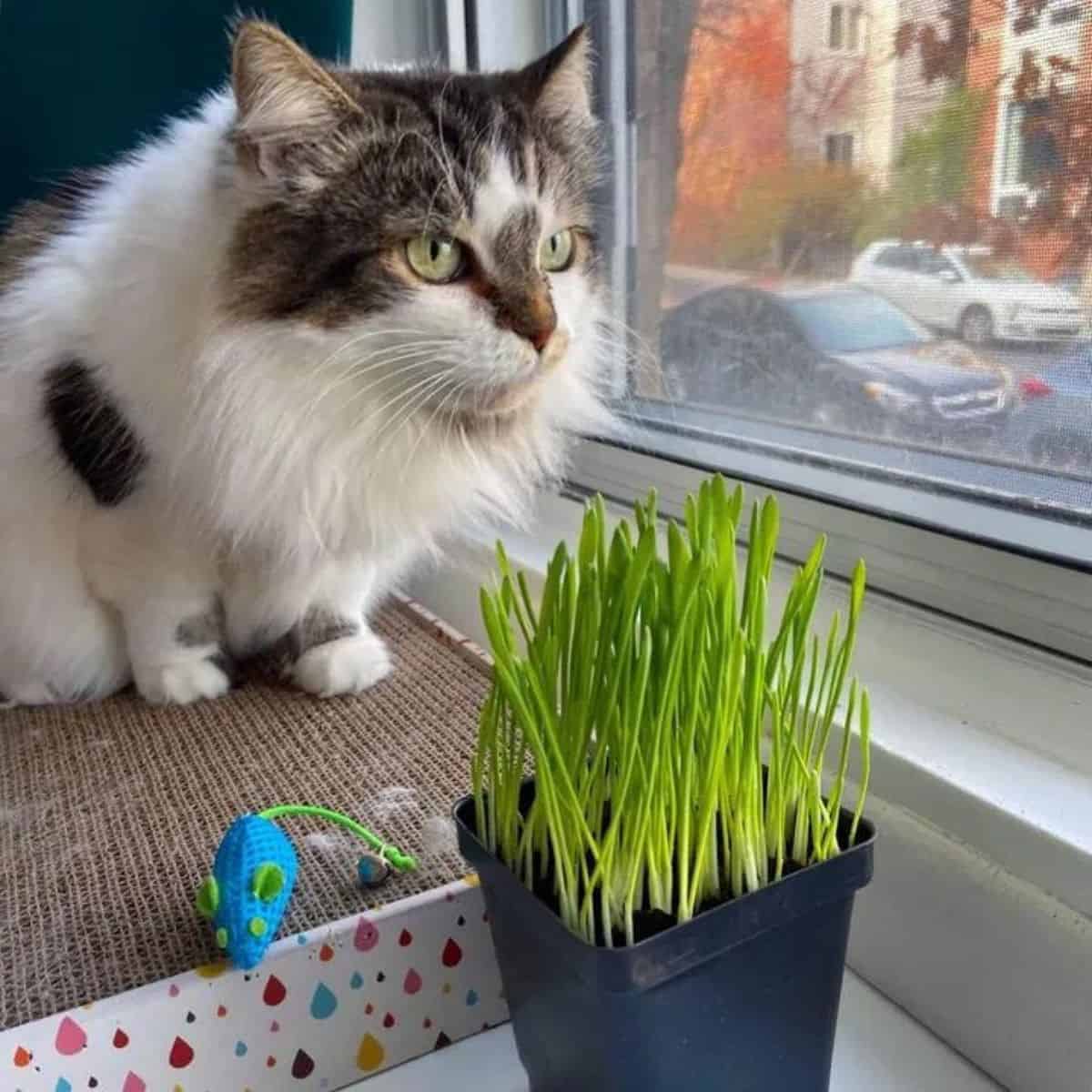 a cute cat is sitting by the window