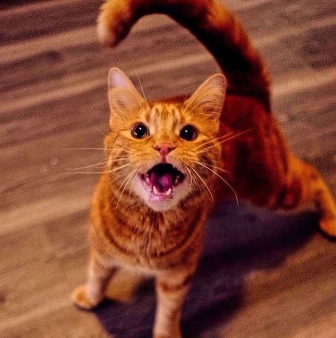 a yellow kitten with an open mouth is standing on the laminate and looking at the camera