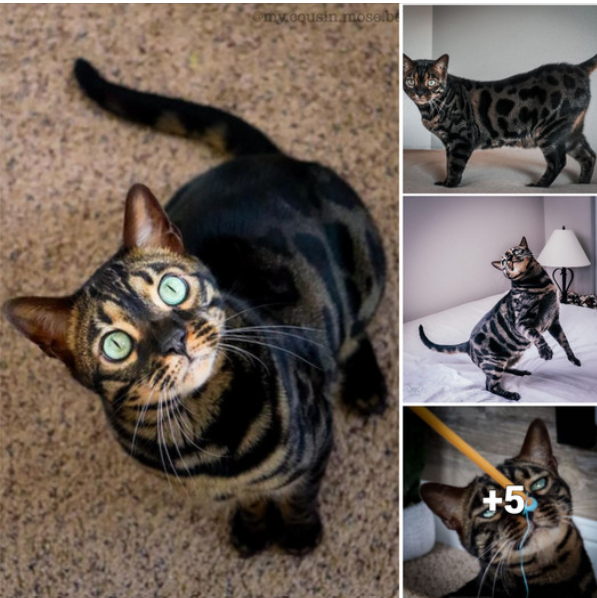 Introducing Mosé: The Enchanting Bengal Cat with Endless Charisma and Boundless Playfulness