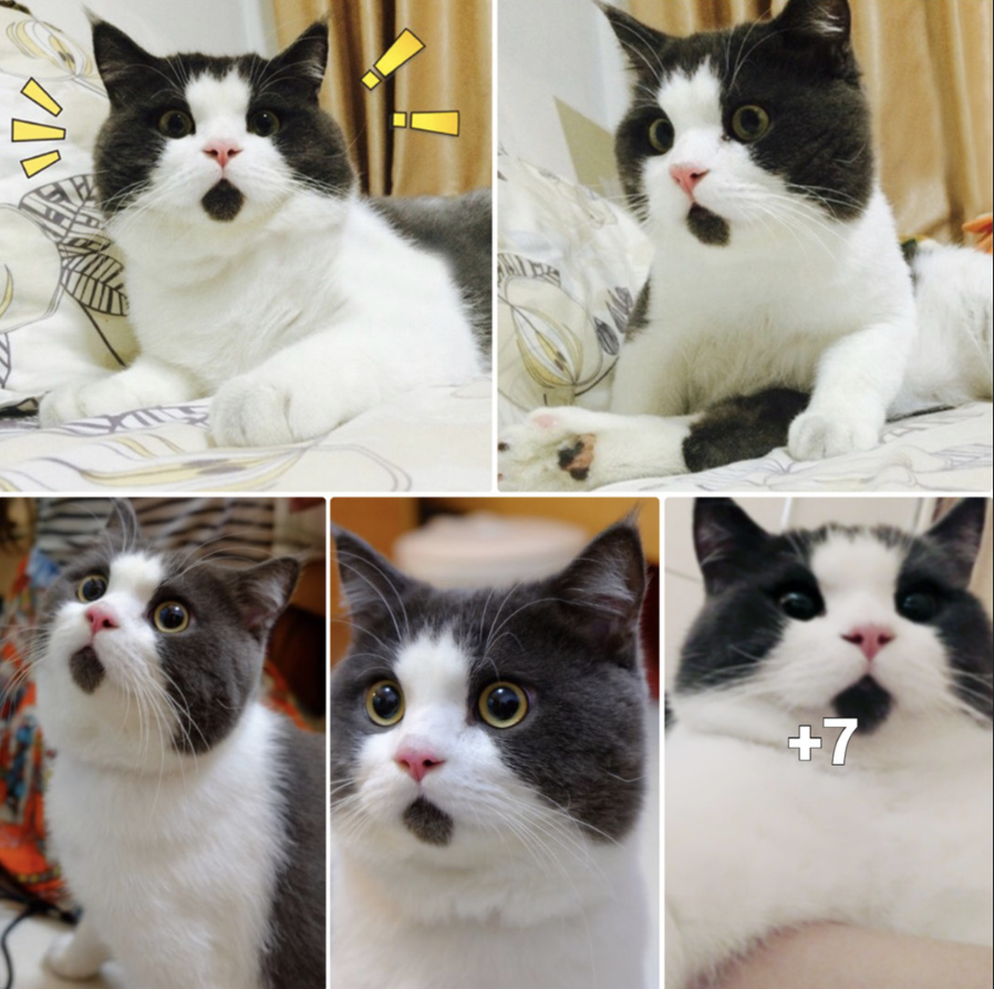 Meet the OMG Cat, the feline perpetually surprised