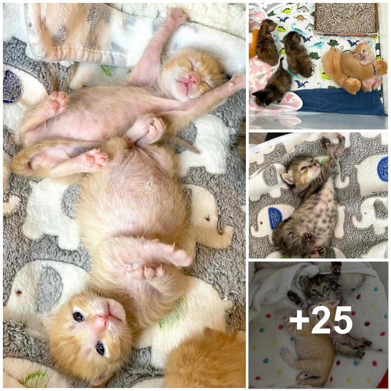 Tiny Cries from a Truck Lead People to Six Kittens, Now They Spend First Easter in Comfort and Warmth