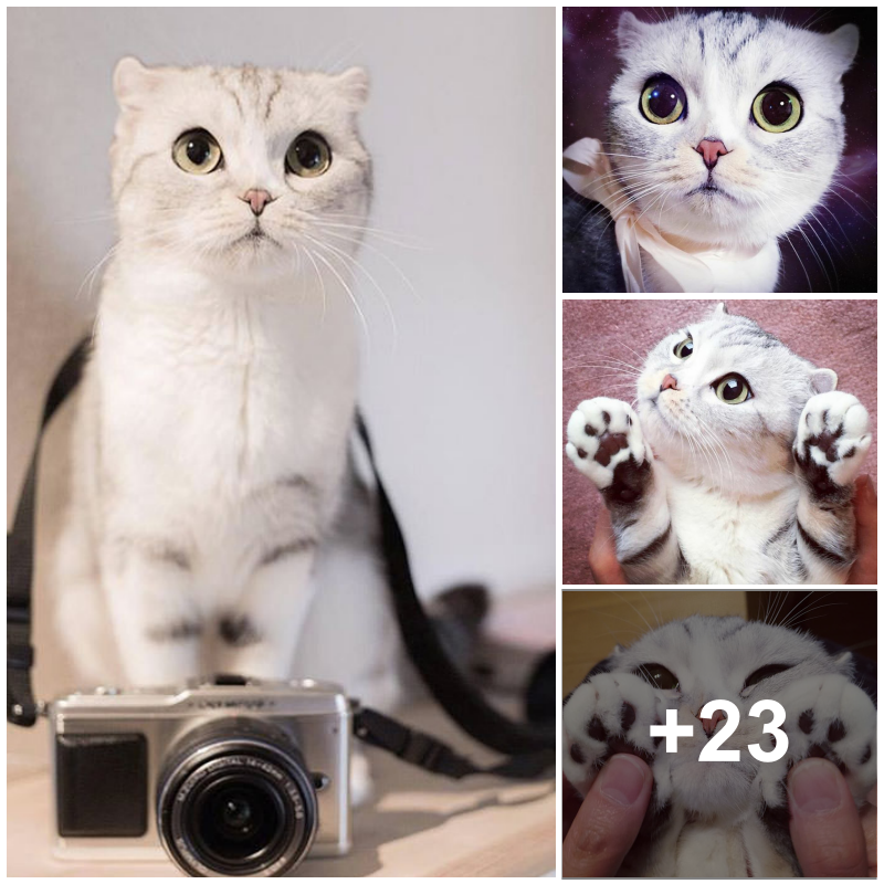 Encountering Hana: The Japanese Feline with Unbelievably Large Eyes