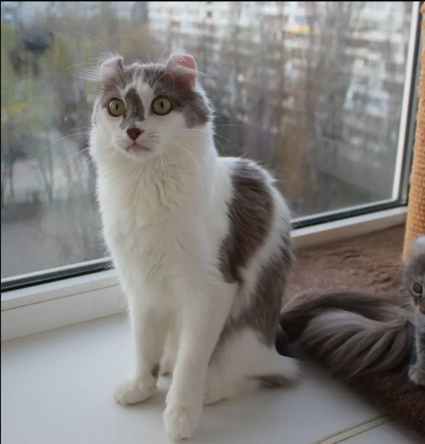 Enigmatic Elegance: The Bewitching Beauty of a Cat with Unusual Ears