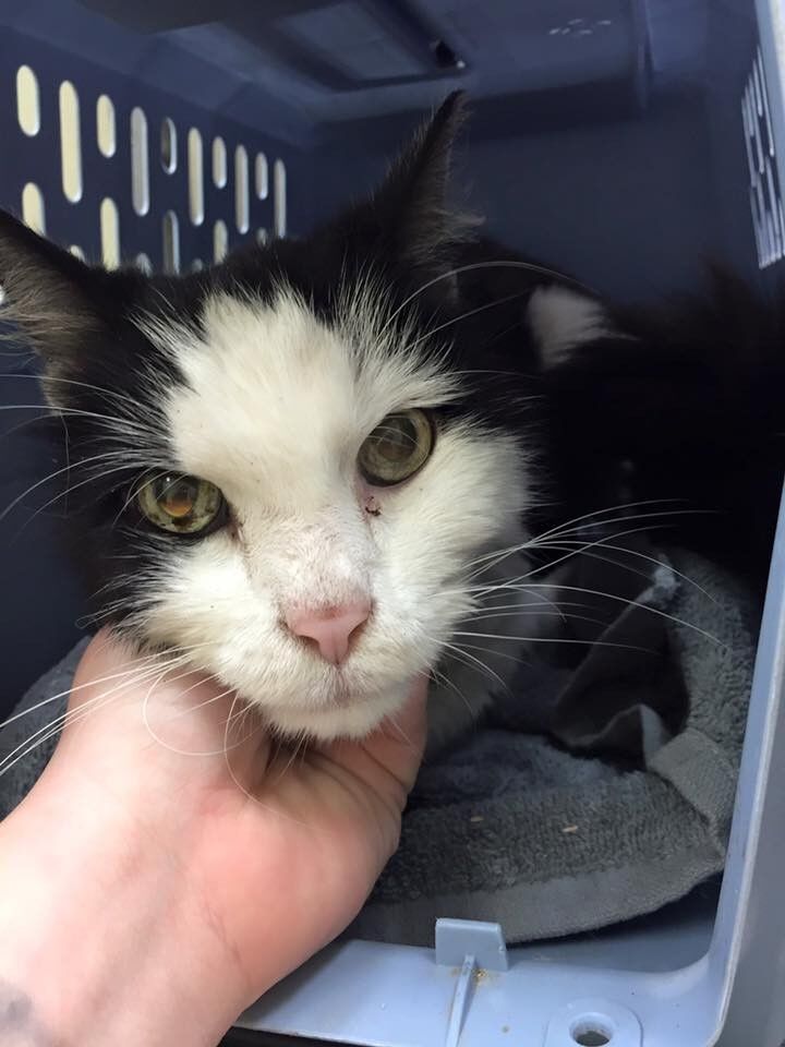 Starving Cat on the Streets Gets Adopted And He Can’t Stop Smiling