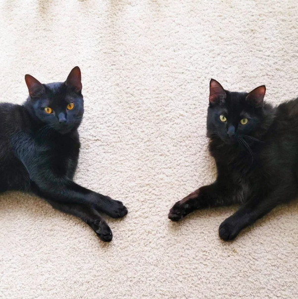 The Endearing Story of Two Kittens Who Have Been Watching Out for Each Other Since They Were Tiny Kittens