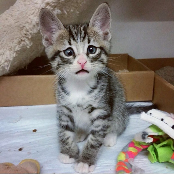 Bam Is A Kitten That Was Born With An Unhappy Expression On His Face