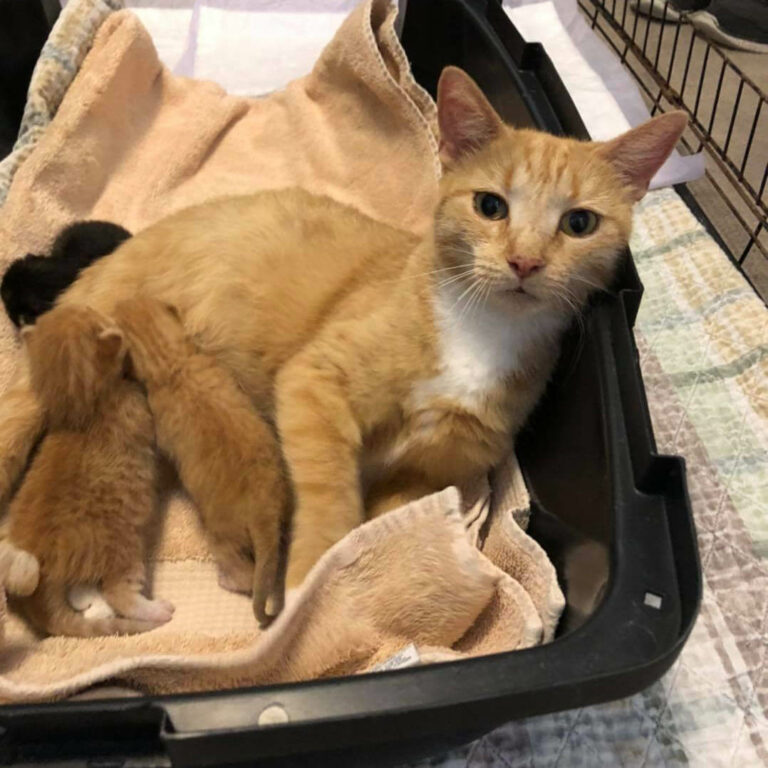 When Her Rescuers Discover Her And Her offspring, The Homeless kitty Goes To..