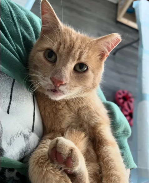 After Years Cat is Finally Indoors and So Overjoyed When Kind People Find His Bonded Feline Friend