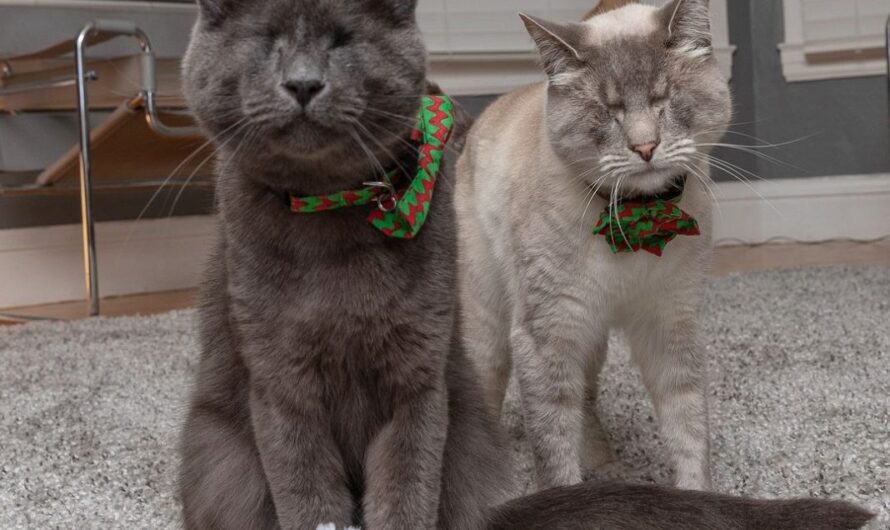 Despite their blindness, cats never let their handicap stop them from enjoying life to the fullest.