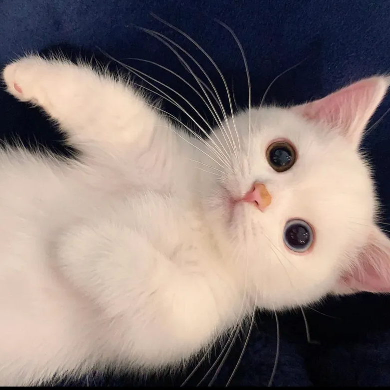 The Enchanting White Cat with Mesmerizing Heterochromatic Eyes, a Social Media Sensation.