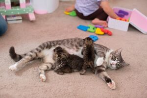 Three abandoned kittens find a new mother in a cat who had lost her own three kittens, forming a beautiful family bond.