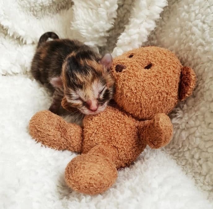 This premature kitten, initially abandoned to perish at birth, astoundingly makes a complete recovery, showcasing that fate had alternative plans for her.