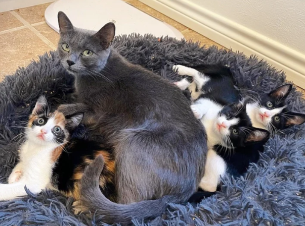 Before the homeowners could seek her aid, the cat ventured to their house and stumbled upon five kittens on their porch.