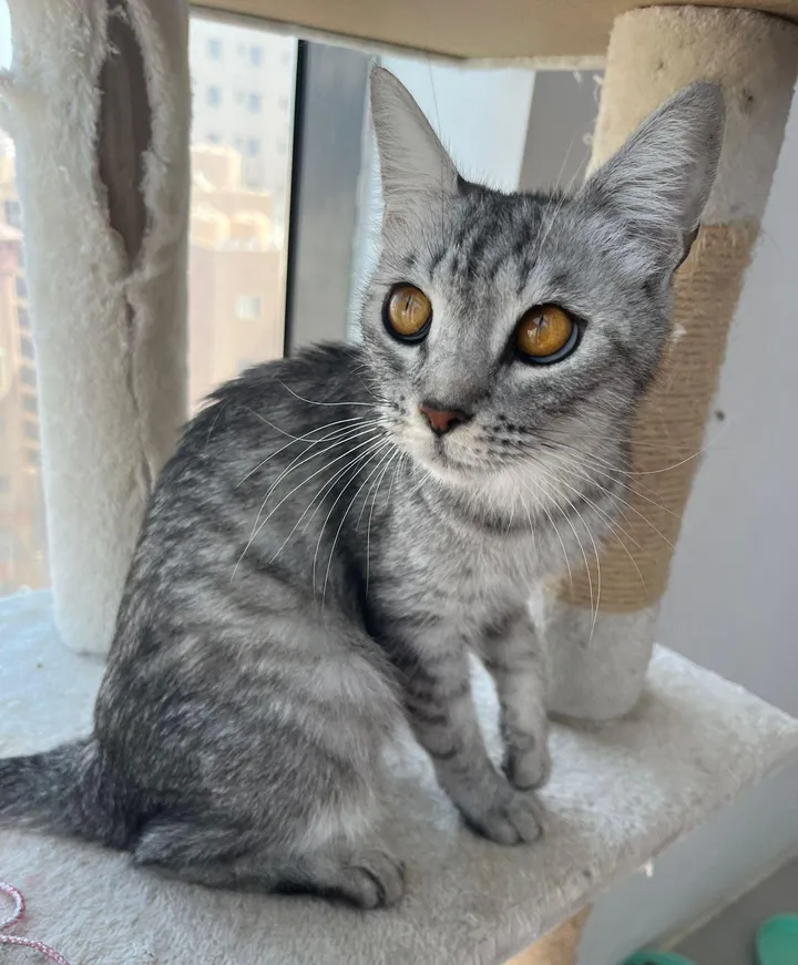 A Cat Runs Up to a Man on His Way Home, and Later He Discovers Tiny Kittens in His House