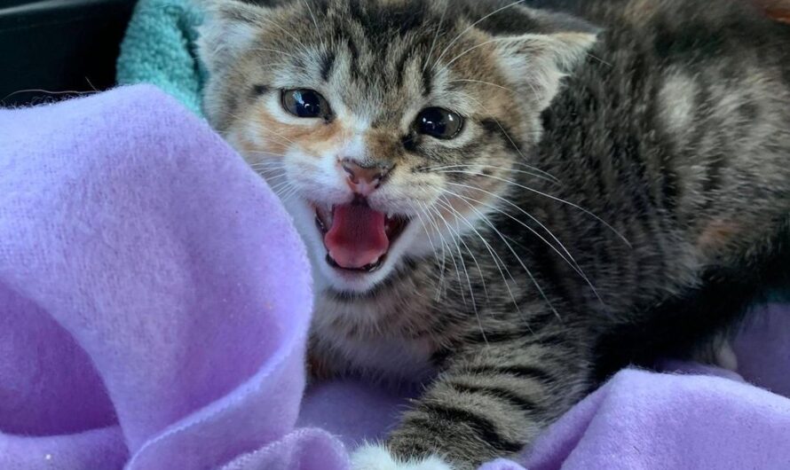 Kitten Found as a Feral Climbs on Woman’s Shoulder and Decides She is Familly