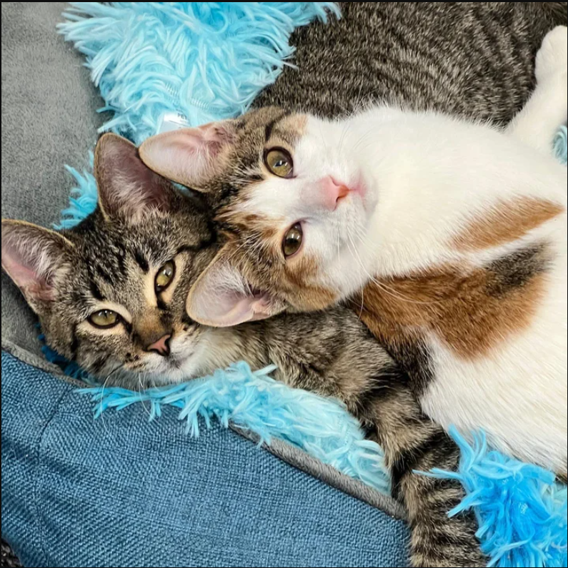 A Stray Mother Cat and Her Beautiful Kittens Dream of an Everlasting Happy Family After a Lifetime of Struggles