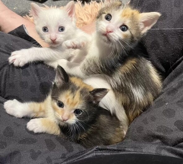 Blind Stray The Cat Was Determined To Find A Home For Both Herself And Her Kittens