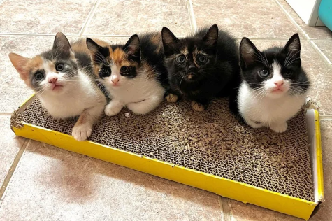 Cat Wandered to a House, Before Homeowners Could Get Her Help They Found Five Kittens on Their Porch