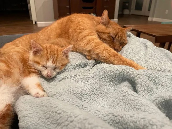 A Kitten Who Craves Constant Companionship Persuades a Porch Cat to Enter the Home