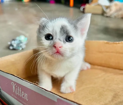 Kittens Found at Loading Dock Just Hours Old, One of Them Has One Ear and the Spirit of a Warrior Cat