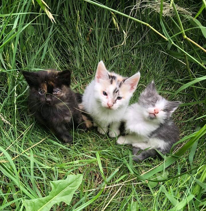 Upon encountering a stray cat, the rescuers traced her determined path and discovered three vulnerable kittens requiring care.