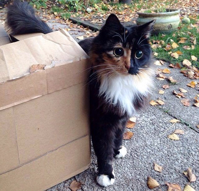 Passersby are captivated by the enchanting gaze of this blind cat on the street, irresistibly drawn to her presence.