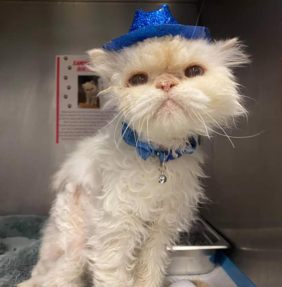 A 19-year-old cat is celebrated by a shelter to help him find his forever home and receive the love and care he deserves.