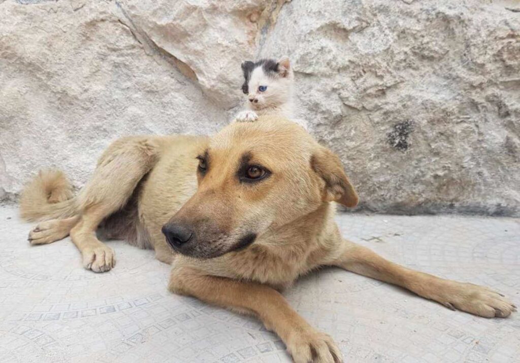 Tiny kitten Who Lost Her Mam Convinces Stray Dog To Adopt Her