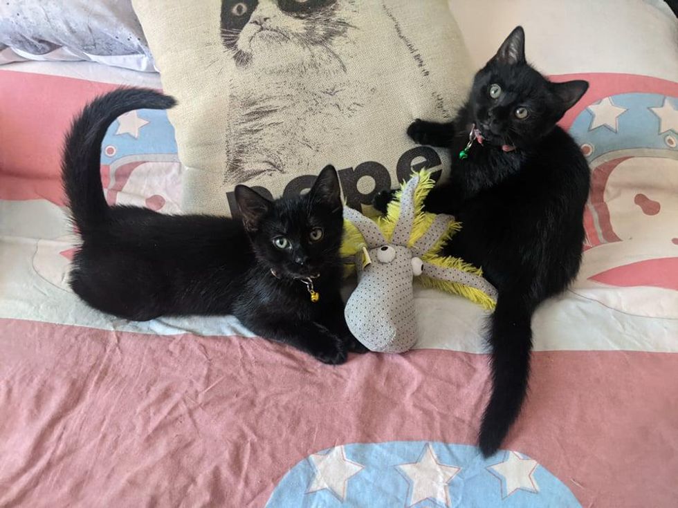 Two kittens discovered together in a garden have a special and heartwarming connection that brings them comfort and happiness.