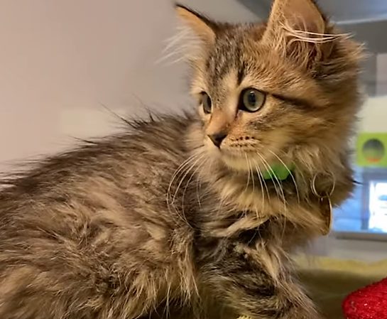 A Man Discovers A Cat Trapped Under A Tire And Tries To Save Her Life