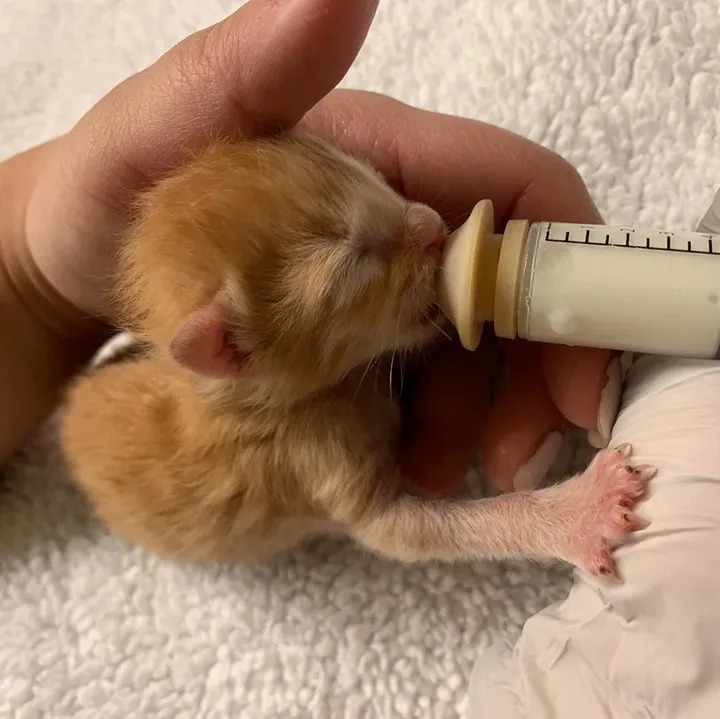 Kitten Rescued as Orphan, Finds Family to Love and Other Kittens to Cuddle